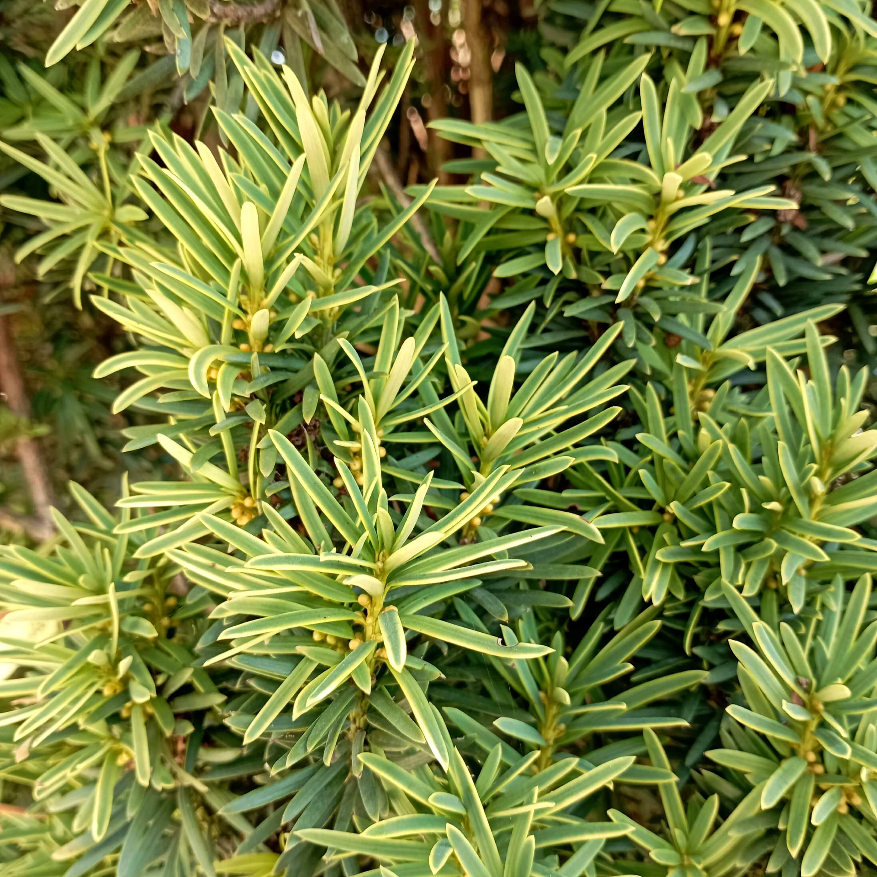 Arany oszlopos tiszafa Taxus baccata 'Fastigiata Aurea'